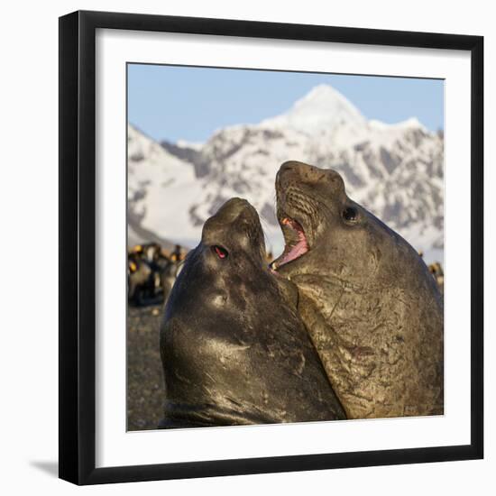 Southern elephant seal, two males fighting. St Andrews Bay, South Georgia-Tony Heald-Framed Photographic Print