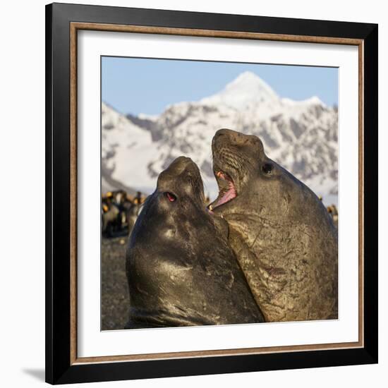 Southern elephant seal, two males fighting. St Andrews Bay, South Georgia-Tony Heald-Framed Photographic Print