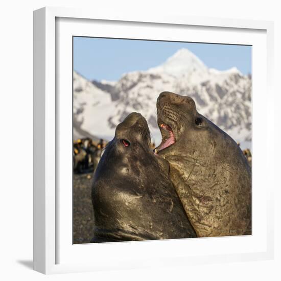 Southern elephant seal, two males fighting. St Andrews Bay, South Georgia-Tony Heald-Framed Photographic Print