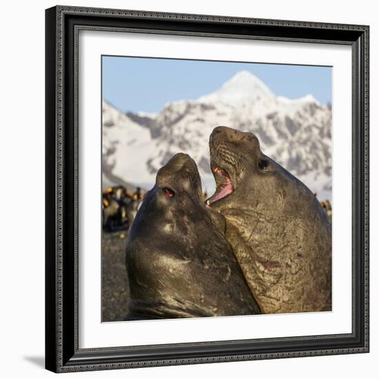 Southern elephant seal, two males fighting. St Andrews Bay, South Georgia-Tony Heald-Framed Photographic Print