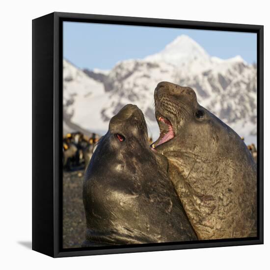 Southern elephant seal, two males fighting. St Andrews Bay, South Georgia-Tony Heald-Framed Premier Image Canvas