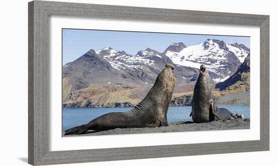 Southern elephant seal, two males threatening one another. Gold Harbour, South Georgia-Tony Heald-Framed Photographic Print