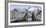 Southern elephant seal, two males threatening one another. Gold Harbour, South Georgia-Tony Heald-Framed Photographic Print