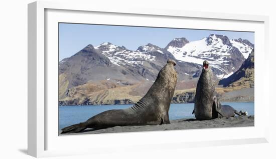 Southern elephant seal, two males threatening one another. Gold Harbour, South Georgia-Tony Heald-Framed Photographic Print