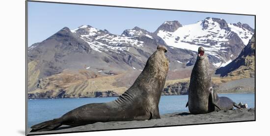 Southern elephant seal, two males threatening one another. Gold Harbour, South Georgia-Tony Heald-Mounted Photographic Print