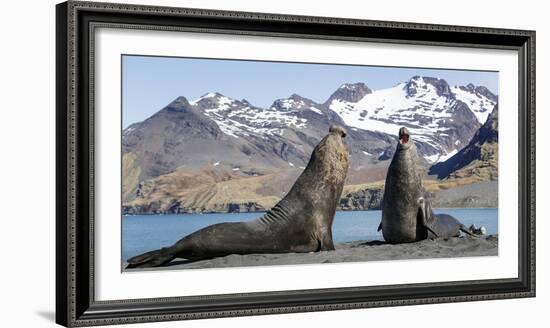 Southern elephant seal, two males threatening one another. Gold Harbour, South Georgia-Tony Heald-Framed Photographic Print