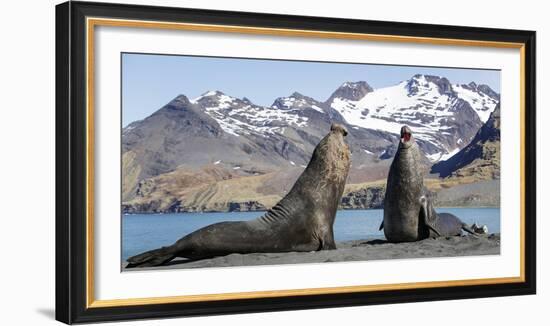 Southern elephant seal, two males threatening one another. Gold Harbour, South Georgia-Tony Heald-Framed Photographic Print