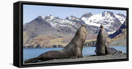 Southern elephant seal, two males threatening one another. Gold Harbour, South Georgia-Tony Heald-Framed Premier Image Canvas