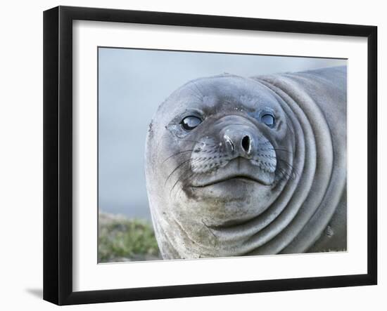 Southern elephant seal, weaned pup on beach. South Georgia Island-Martin Zwick-Framed Photographic Print