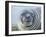 Southern elephant seal, weaned pup on beach. South Georgia Island-Martin Zwick-Framed Photographic Print