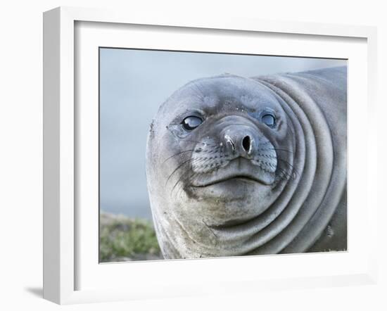 Southern elephant seal, weaned pup on beach. South Georgia Island-Martin Zwick-Framed Photographic Print