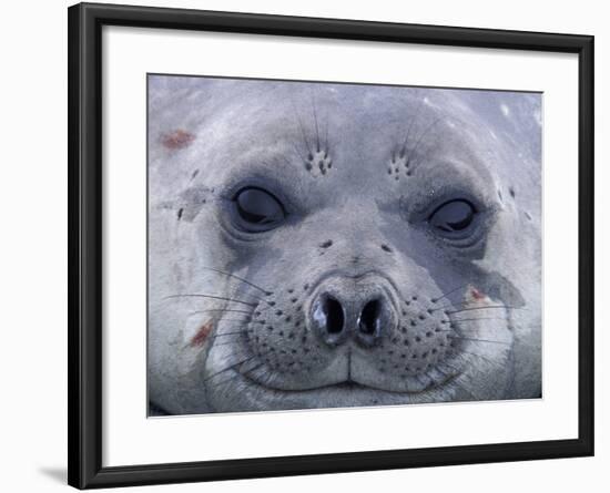 Southern Elephant Seal Yearling, South Georgia Island, Antarctica-Hugh Rose-Framed Photographic Print