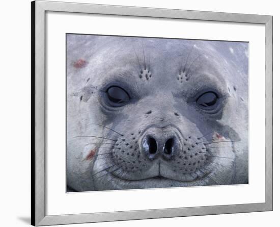 Southern Elephant Seal Yearling, South Georgia Island, Antarctica-Hugh Rose-Framed Photographic Print