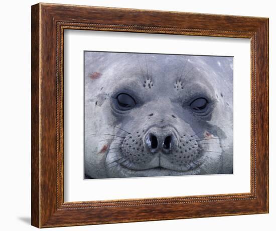 Southern Elephant Seal Yearling, South Georgia Island, Antarctica-Hugh Rose-Framed Photographic Print