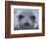 Southern Elephant Seal Yearling, South Georgia Island, Antarctica-Hugh Rose-Framed Photographic Print