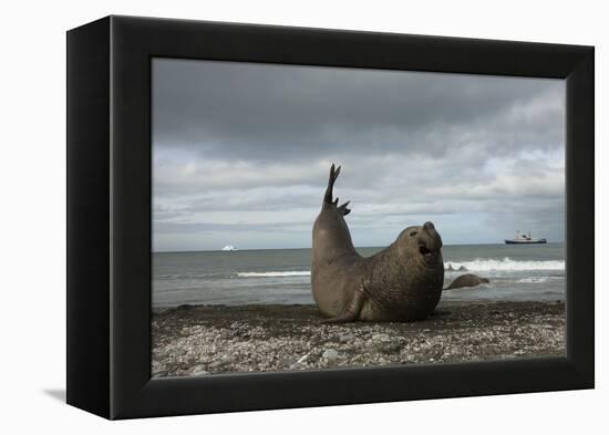 Southern Elephant Seal-Joe McDonald-Framed Premier Image Canvas