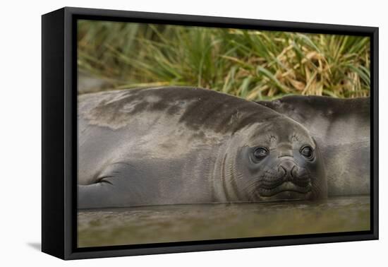 Southern Elephant Seal-Joe McDonald-Framed Premier Image Canvas