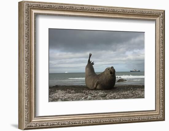 Southern Elephant Seal-Joe McDonald-Framed Photographic Print