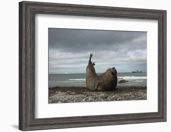 Southern Elephant Seal-Joe McDonald-Framed Photographic Print