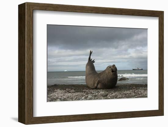 Southern Elephant Seal-Joe McDonald-Framed Photographic Print