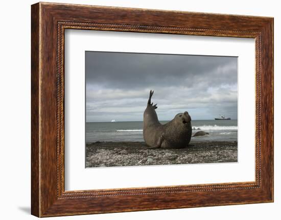 Southern Elephant Seal-Joe McDonald-Framed Photographic Print