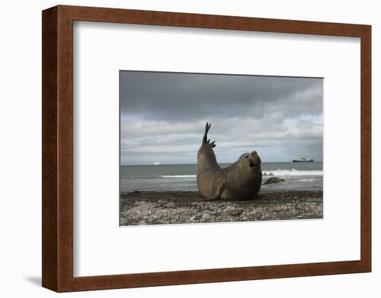 Southern Elephant Seal-Joe McDonald-Framed Photographic Print