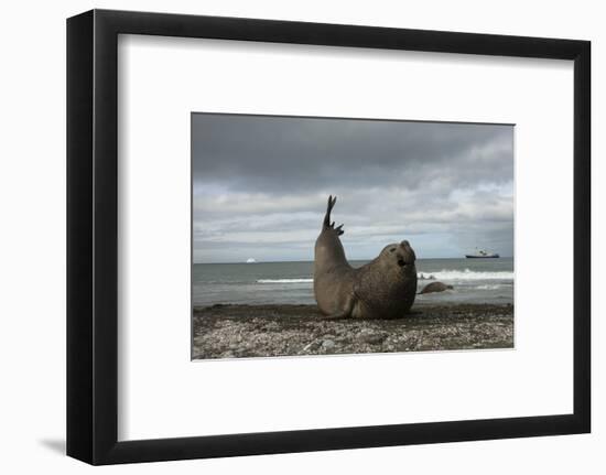 Southern Elephant Seal-Joe McDonald-Framed Photographic Print