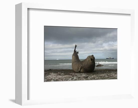 Southern Elephant Seal-Joe McDonald-Framed Photographic Print