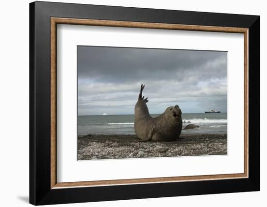 Southern Elephant Seal-Joe McDonald-Framed Photographic Print