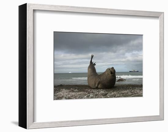 Southern Elephant Seal-Joe McDonald-Framed Photographic Print