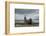 Southern Elephant Seal-Joe McDonald-Framed Photographic Print