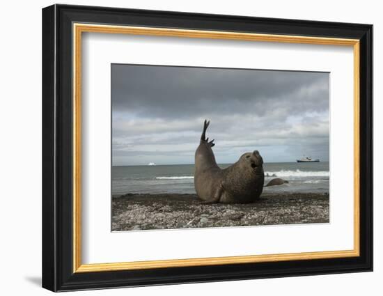 Southern Elephant Seal-Joe McDonald-Framed Photographic Print