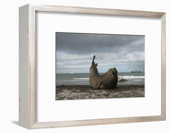 Southern Elephant Seal-Joe McDonald-Framed Photographic Print