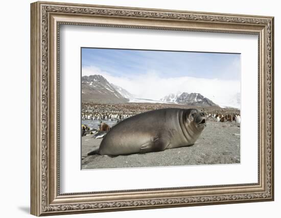 Southern Elephant Seal-Joe McDonald-Framed Photographic Print