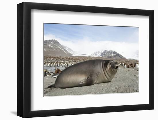 Southern Elephant Seal-Joe McDonald-Framed Photographic Print