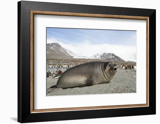 Southern Elephant Seal-Joe McDonald-Framed Photographic Print