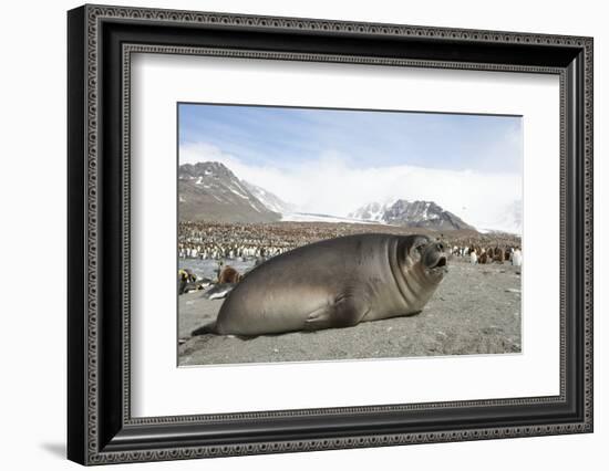 Southern Elephant Seal-Joe McDonald-Framed Photographic Print