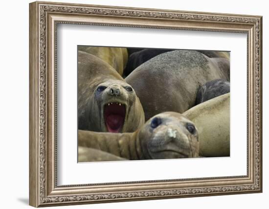 Southern Elephant Seal-Joe McDonald-Framed Photographic Print