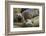 Southern Elephant Seal-Joe McDonald-Framed Photographic Print