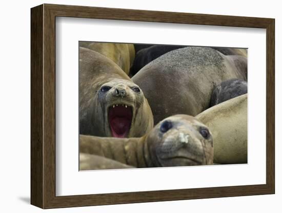 Southern Elephant Seal-Joe McDonald-Framed Photographic Print