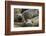 Southern Elephant Seal-Joe McDonald-Framed Photographic Print