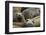 Southern Elephant Seal-Joe McDonald-Framed Photographic Print