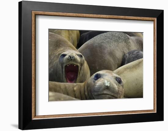 Southern Elephant Seal-Joe McDonald-Framed Photographic Print