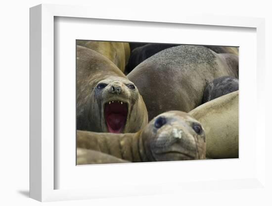 Southern Elephant Seal-Joe McDonald-Framed Photographic Print