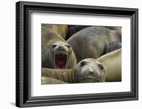 Southern Elephant Seal-Joe McDonald-Framed Photographic Print