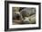 Southern Elephant Seal-Joe McDonald-Framed Photographic Print