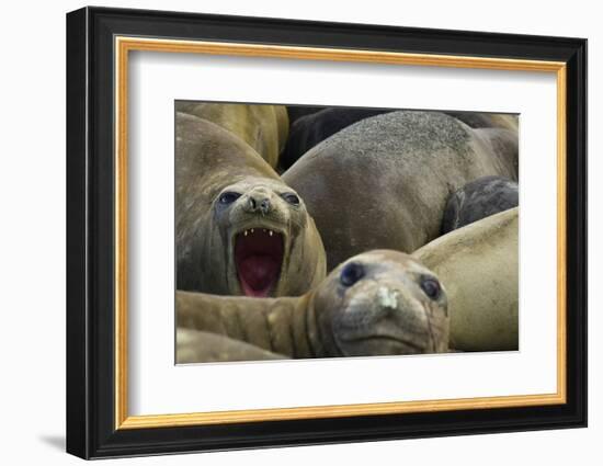 Southern Elephant Seal-Joe McDonald-Framed Photographic Print