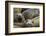 Southern Elephant Seal-Joe McDonald-Framed Photographic Print