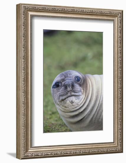 Southern Elephant Seal-DLILLC-Framed Photographic Print