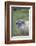 Southern Elephant Seal-DLILLC-Framed Photographic Print